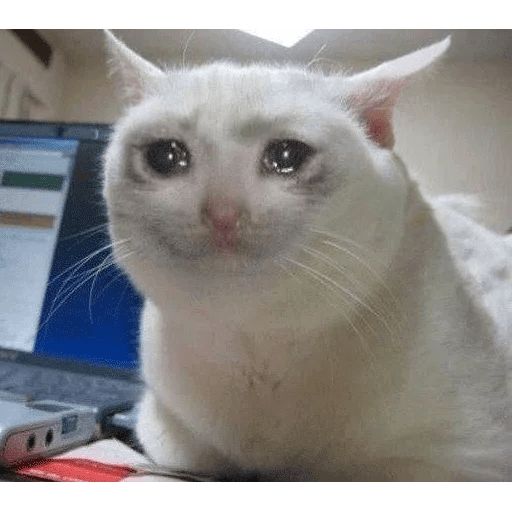 Sticker «Crying Cat-3»