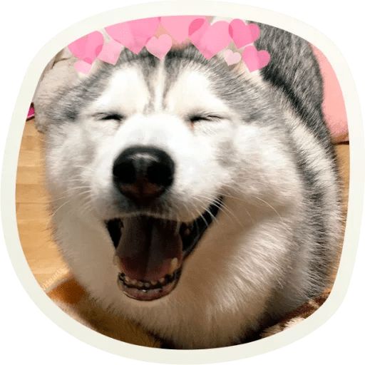 Sticker «Very cute doggies-1»