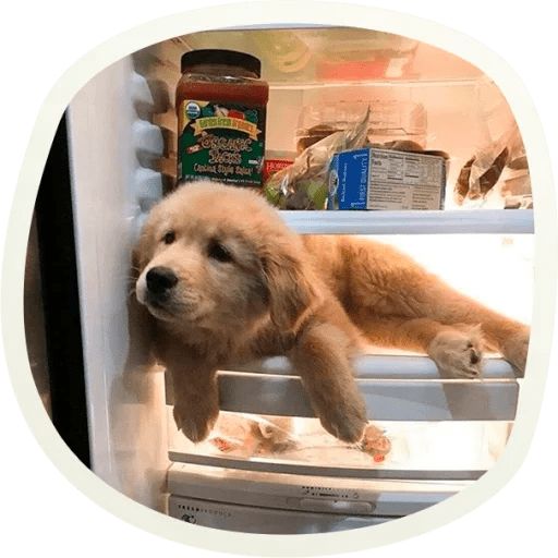 Sticker «Very cute doggies-3»