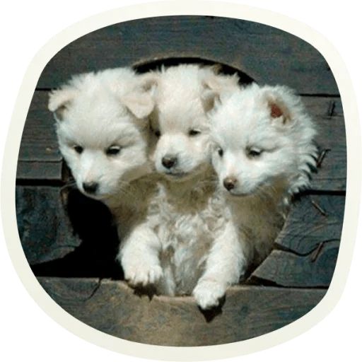 Sticker «Very cute doggies-5»