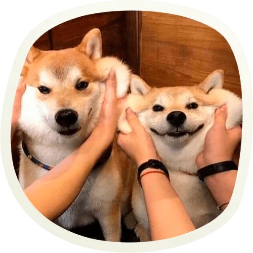 Sticker «Very cute doggies-8»