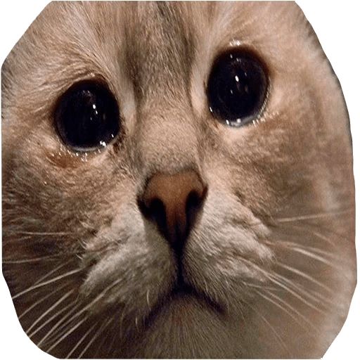 Sticker «Sad cats-2»