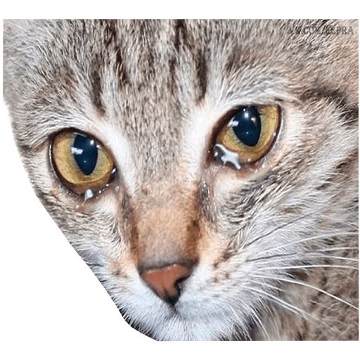 Sticker «Sad cats-4»