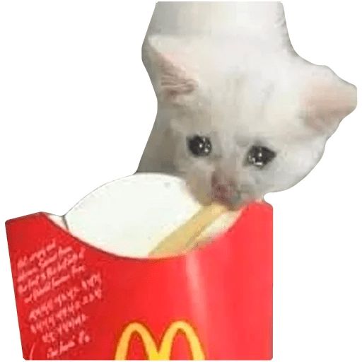 Sticker «Sad cats-5»