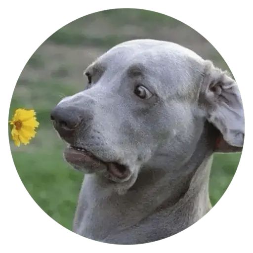 Sticker «Stupids Dogs-1»