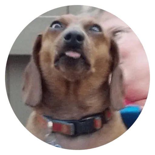 Sticker «Stupids Dogs-10»