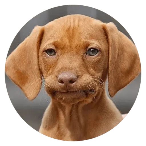 Sticker «Stupids Dogs-11»
