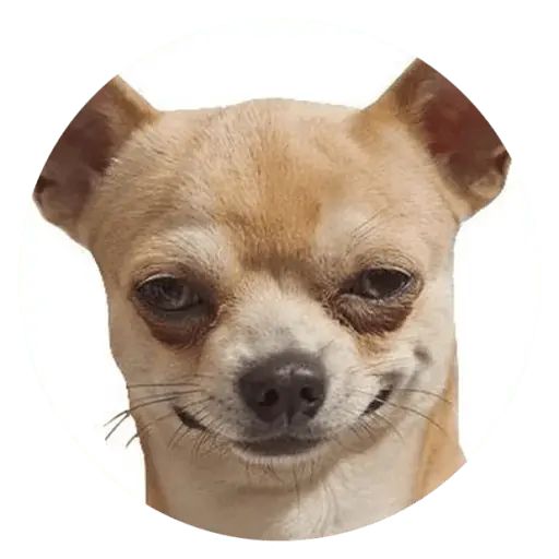 Sticker «Stupids Dogs-12»