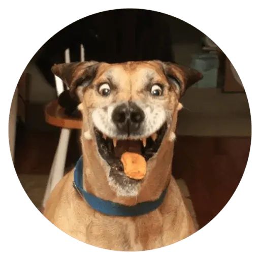 Sticker «Stupids Dogs-2»