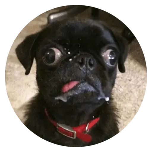 Sticker «Stupids Dogs-3»
