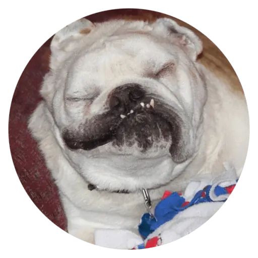 Sticker «Stupids Dogs-4»