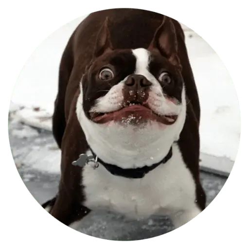 Sticker «Stupids Dogs-5»