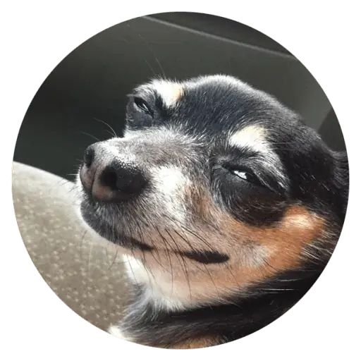 Sticker «Stupids Dogs-6»