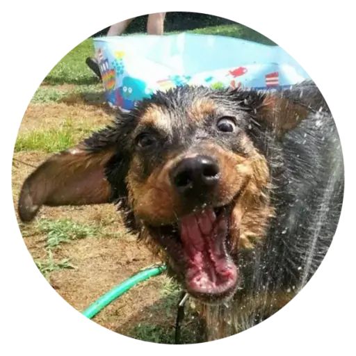 Sticker «Stupids Dogs-7»