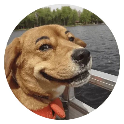 Sticker «Stupids Dogs-8»