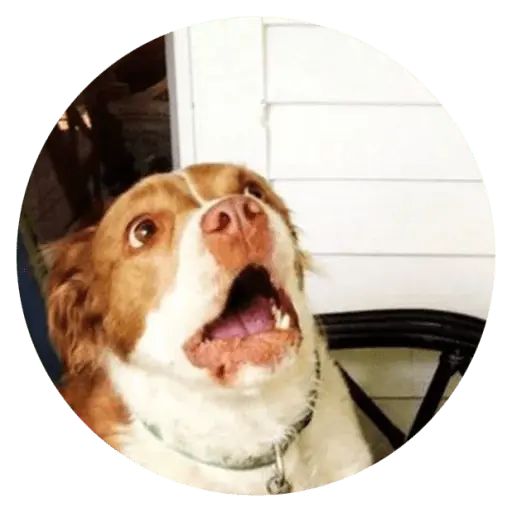 Sticker «Stupids Dogs-9»