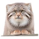 Pack de stickers «Everyday Manul»