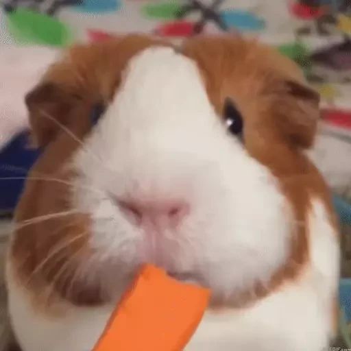 Sticker «Guinea Pigs-1»