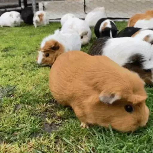 Sticker «Guinea Pigs-11»