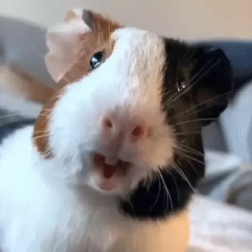 Sticker «Guinea Pigs-12»