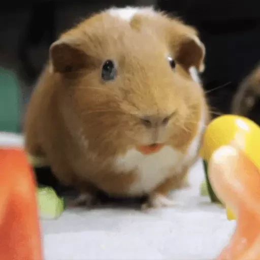 Sticker «Guinea Pigs-4»