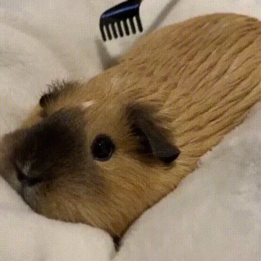 Sticker «Guinea Pigs-5»