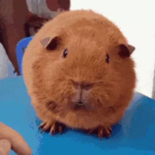 Sticker «Guinea Pigs-6»