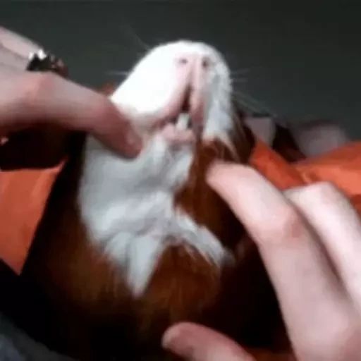 Sticker «Guinea Pigs-7»
