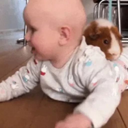 Sticker «Guinea Pigs-9»