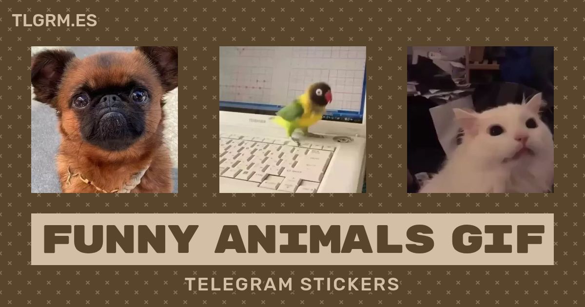 Pack de stickers animados para Telegram «Funny Animals Gif»